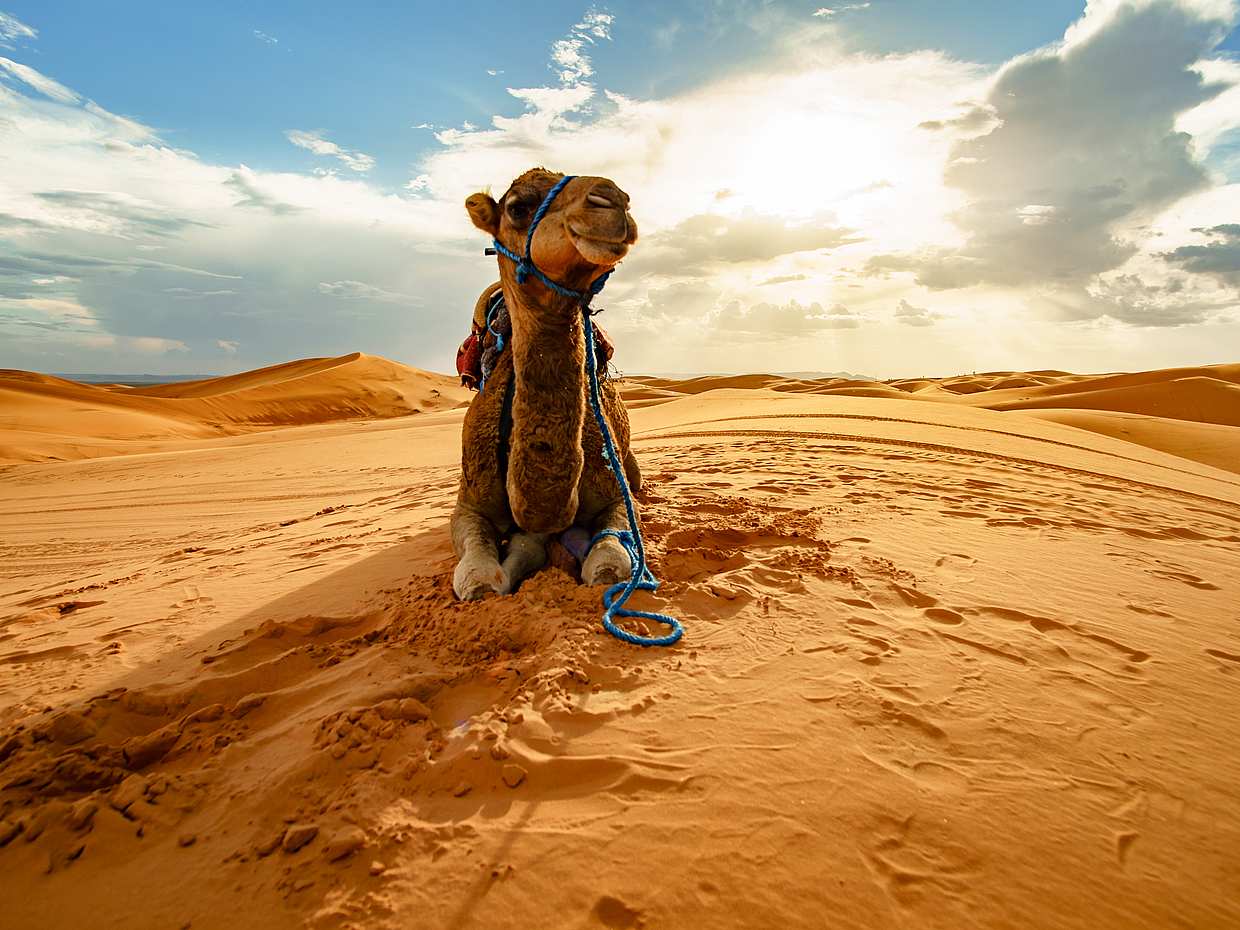 Evening Desert Safari by Bus in Abu Dhabi in United Arab Emirates