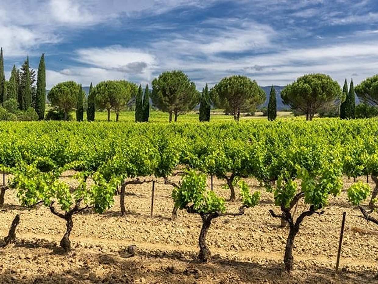 Antibes Shore Excursion: Private Provence Wine Experience, photo 2