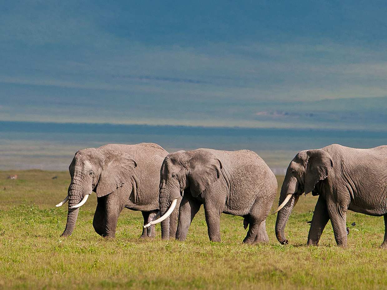 Full-day Ngorongoro Crater Tour from Arusha in Tanzania