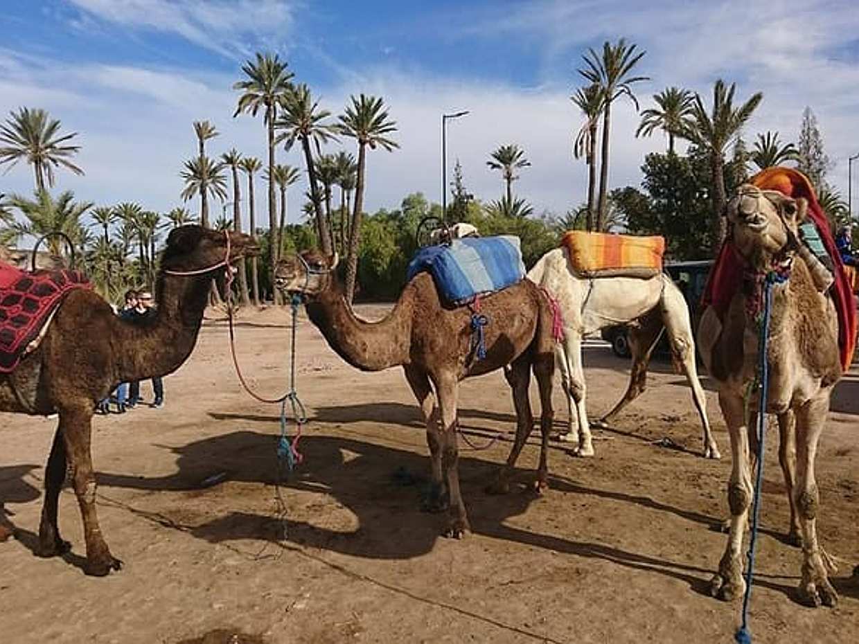 Majical Majorelle Garden and Camel Ride in Palmeraie of Marrakech, photo 4
