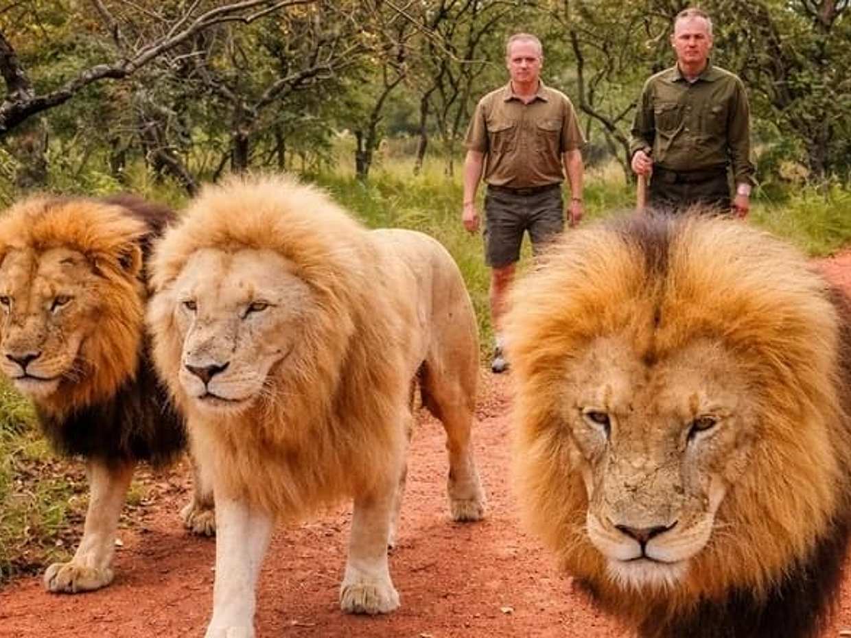 Walk With Lions From Johannesburg in South Africa, Gauteng