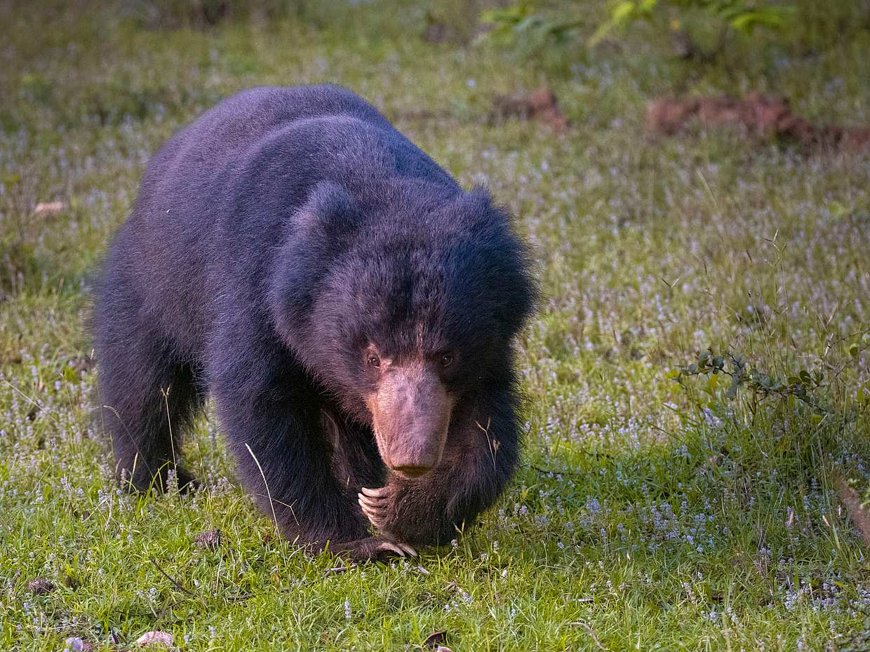 Full Day Safari in Yala National Park in Sri Lanka, photo 5