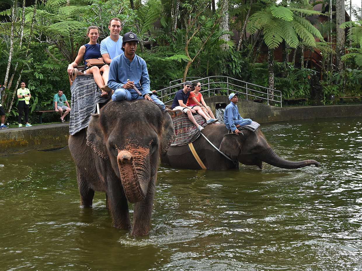 Bali Elephants Safari Park, photo 3