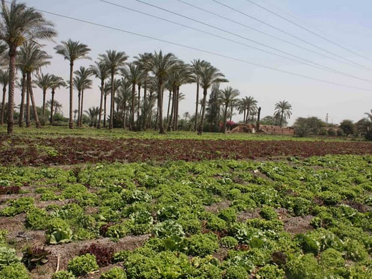 Half-Day Egypt Country Side Farm Tour with Pick Up