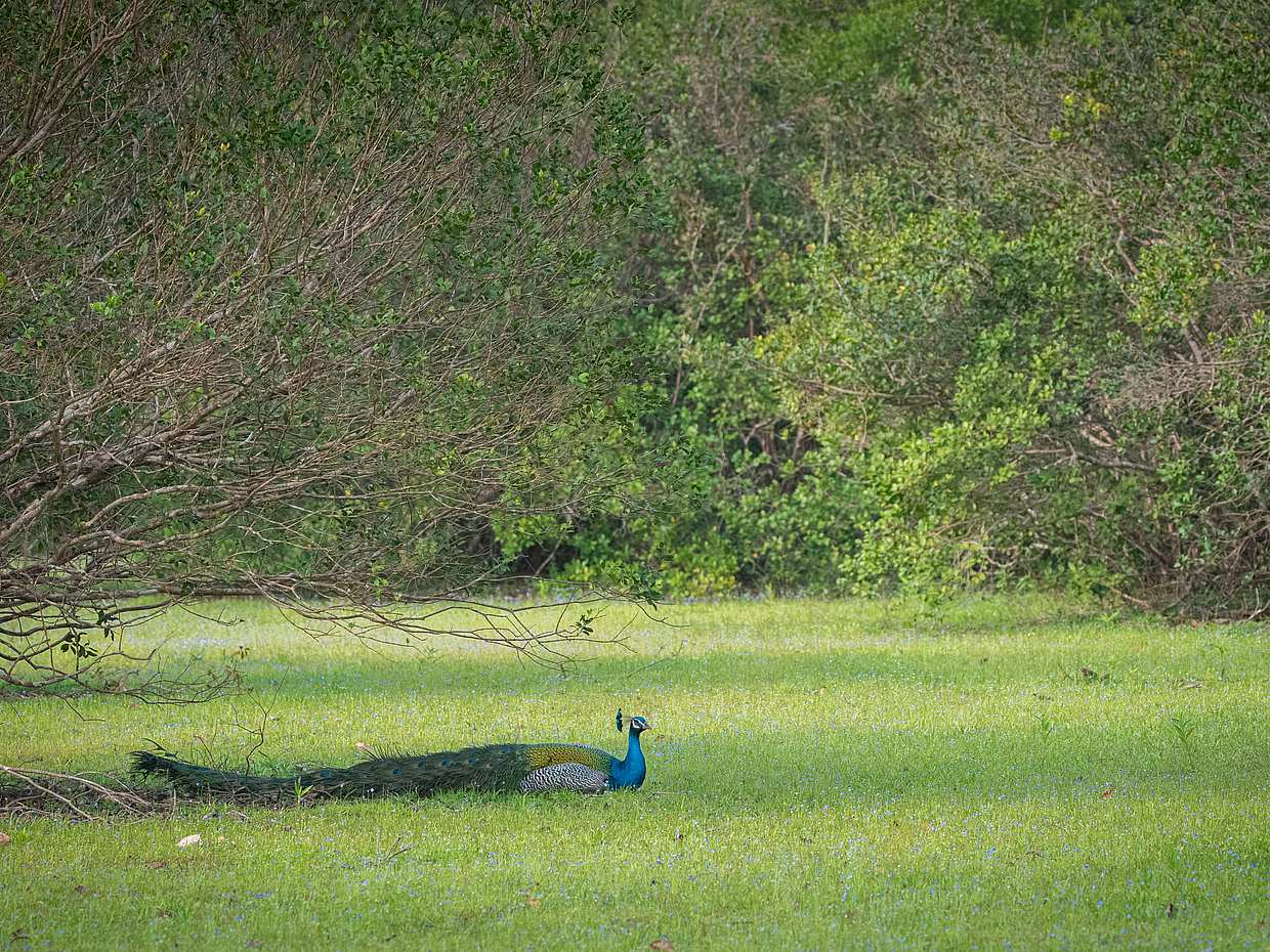 Full Day Safari in Yala National Park in Sri Lanka, photo 3