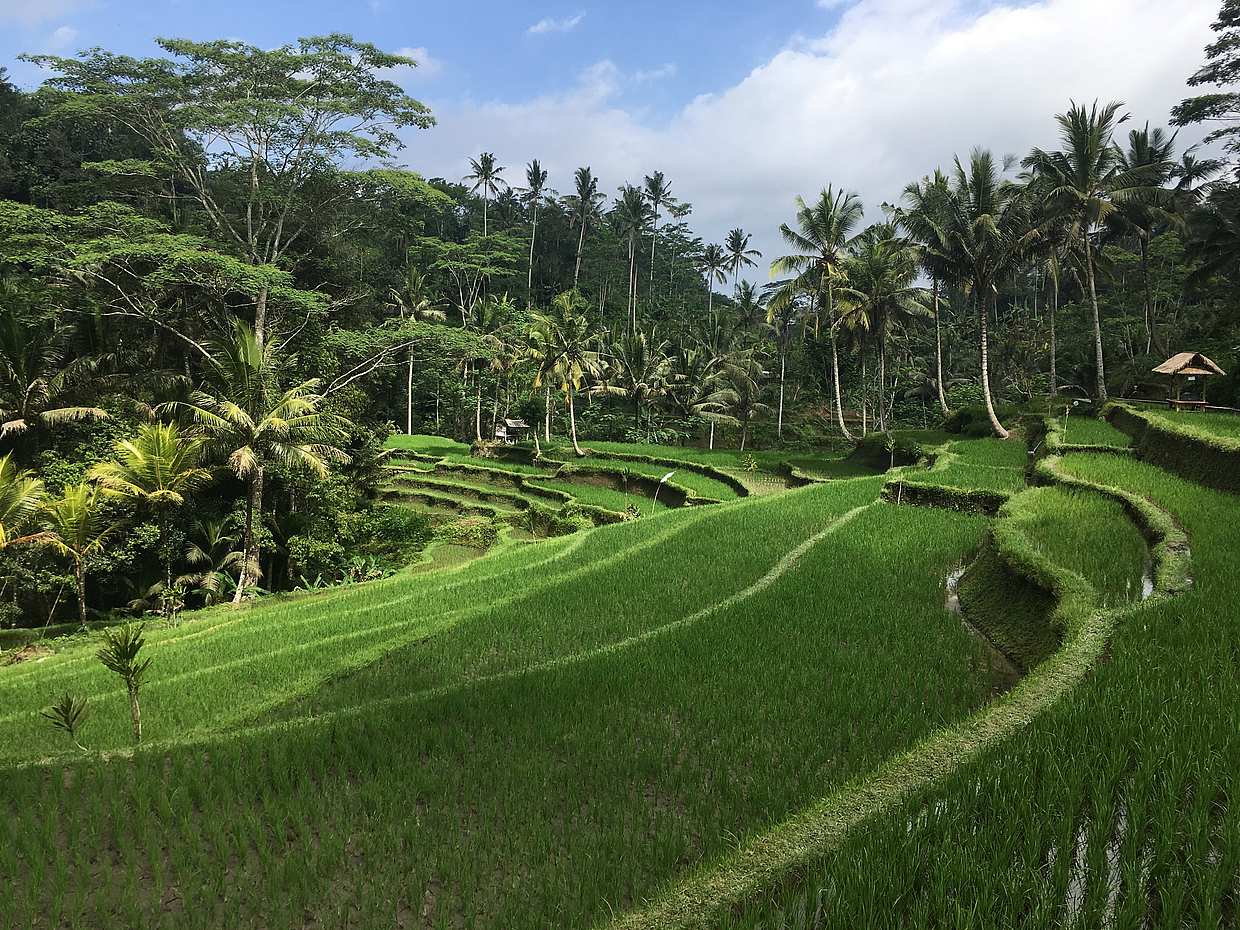 4 Günlük Endonezya Bali Paketi
