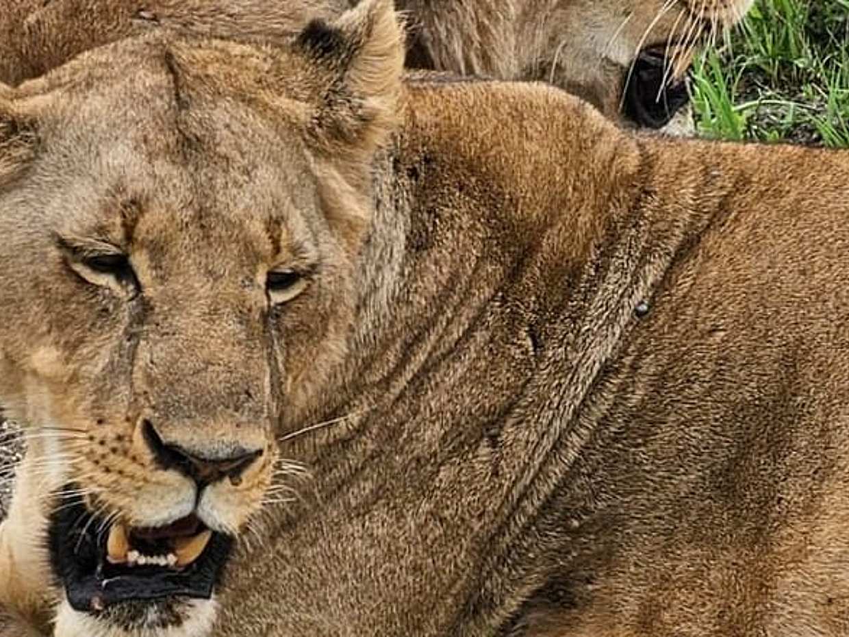 3 Days and 2 Nights Private Maasai Mara Safari in Kenya, Nairobi, photo 2