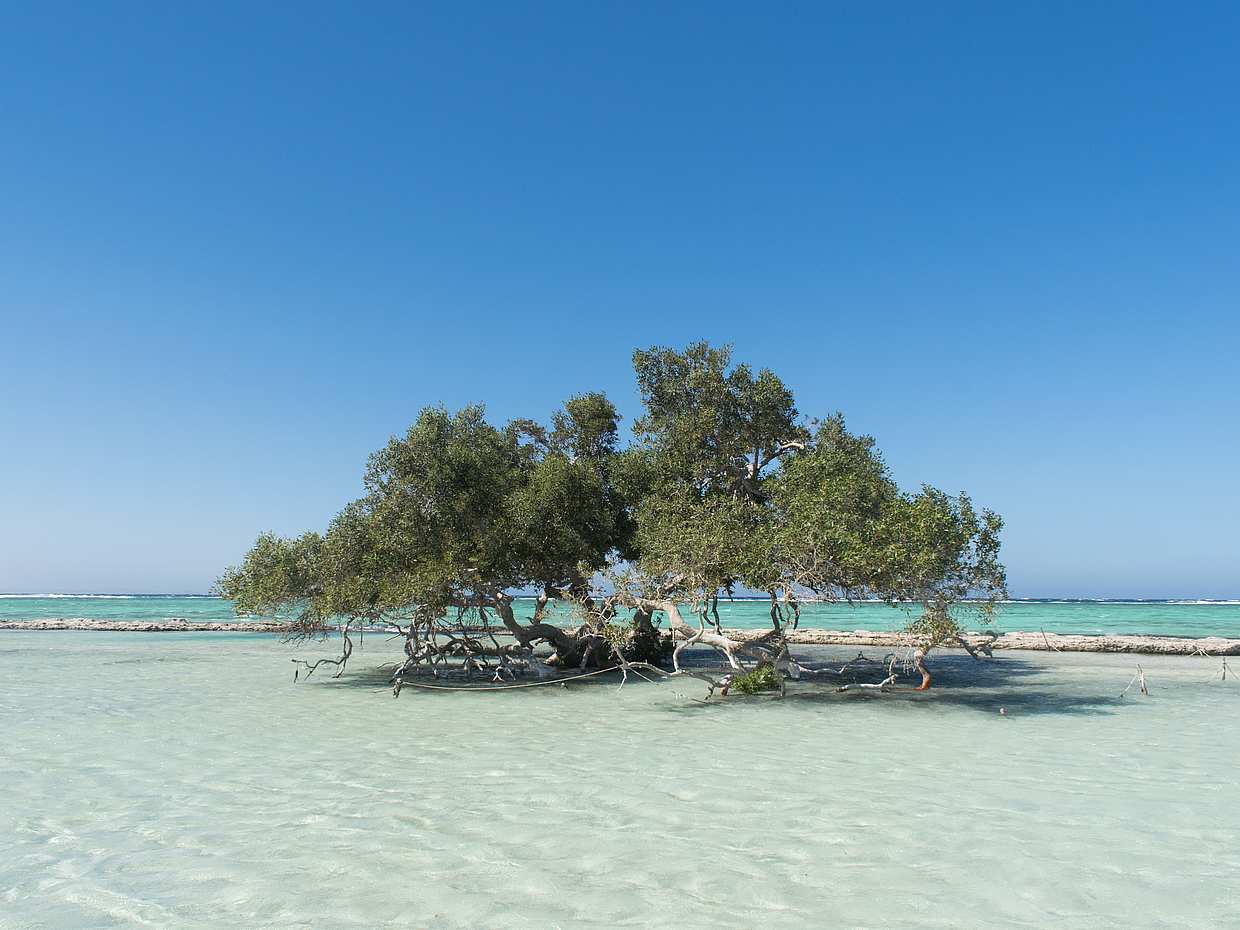 Safari Day Tour to Wadi El Gamal National Park from Marsa Alam, Egypt, photo 2