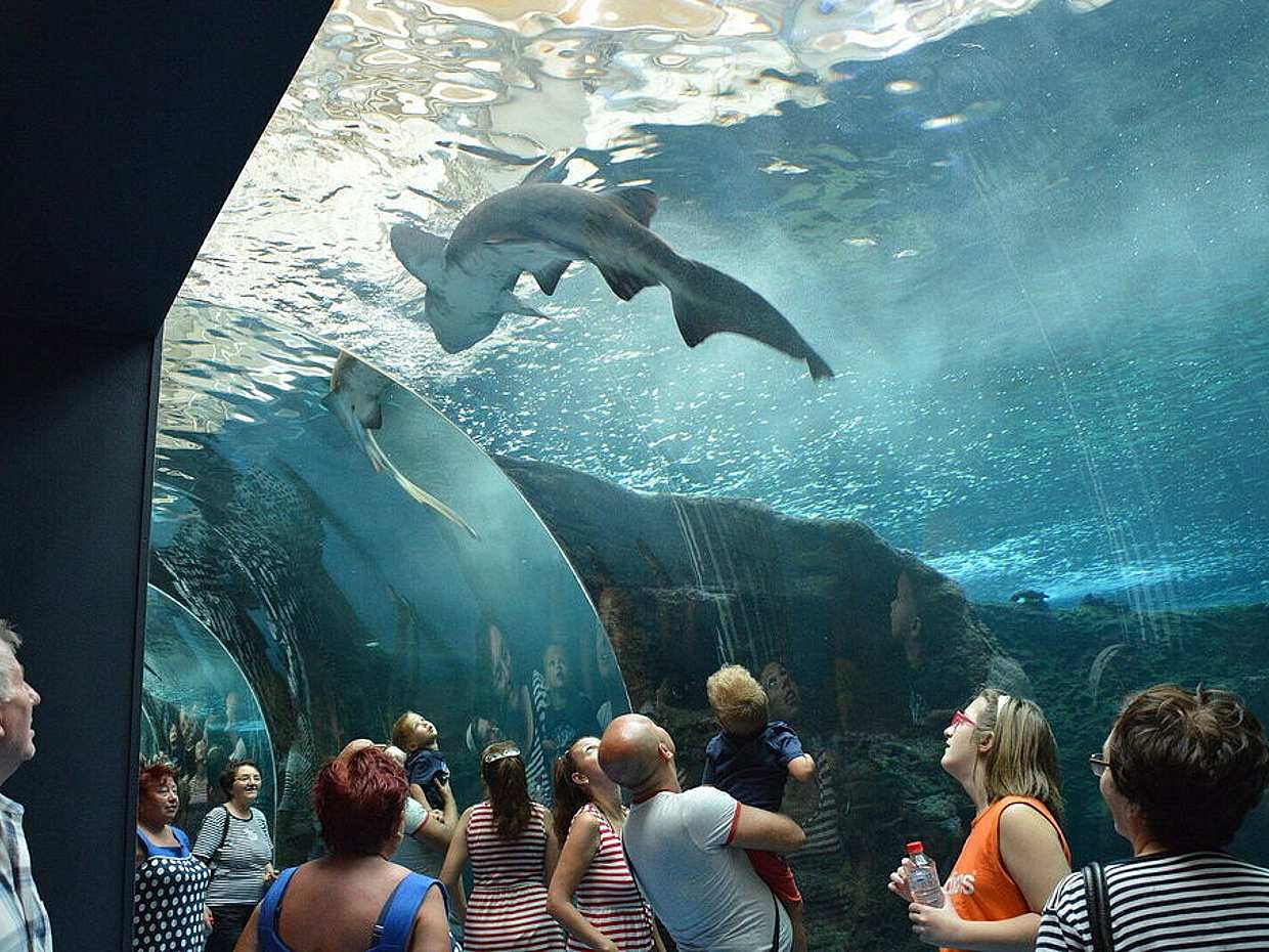 جولة Cretaquarium من هيراكليون - اصطحاب من كوكوني هاني إلى ماليا في اليونان، CretaAquarium Thalassokosmos.
, photo 4