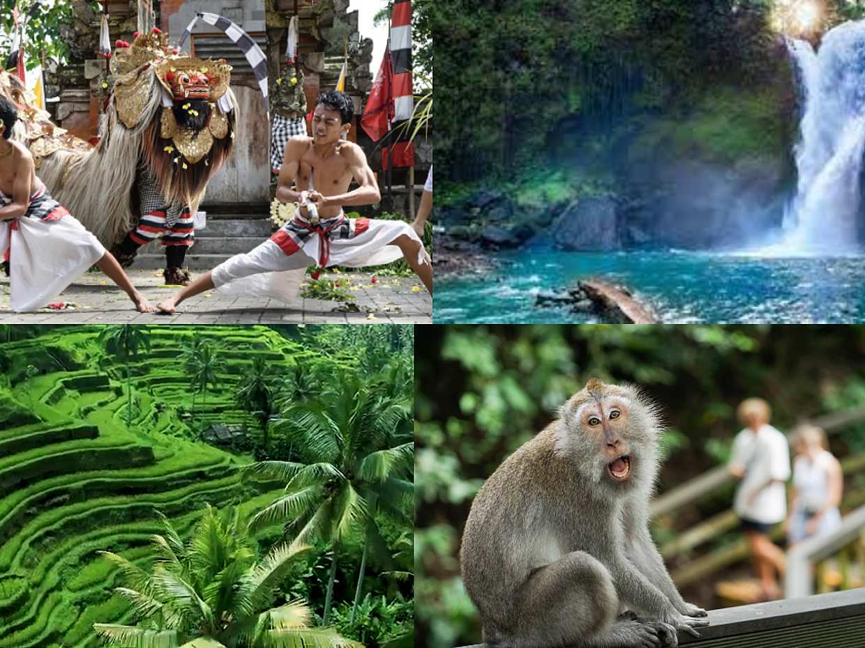 Bali: 1 Day Tour to Discover Waterfall - Sacred Temple - Coffee Plantation - Rice Terrace - Monkey Forest in Indonesia