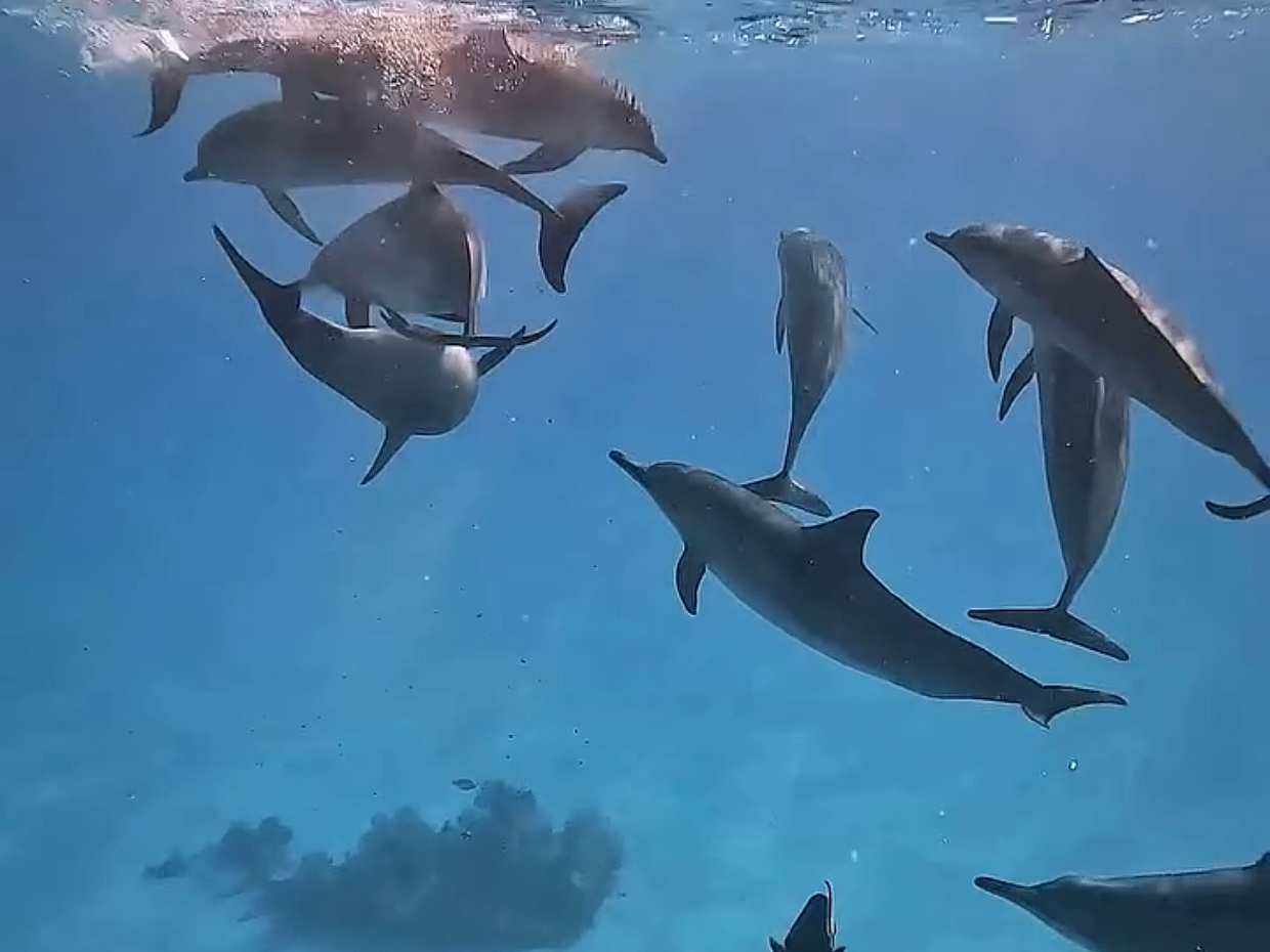 Wadi El Gemal - tour en barco en Egipto, Marsa Alam