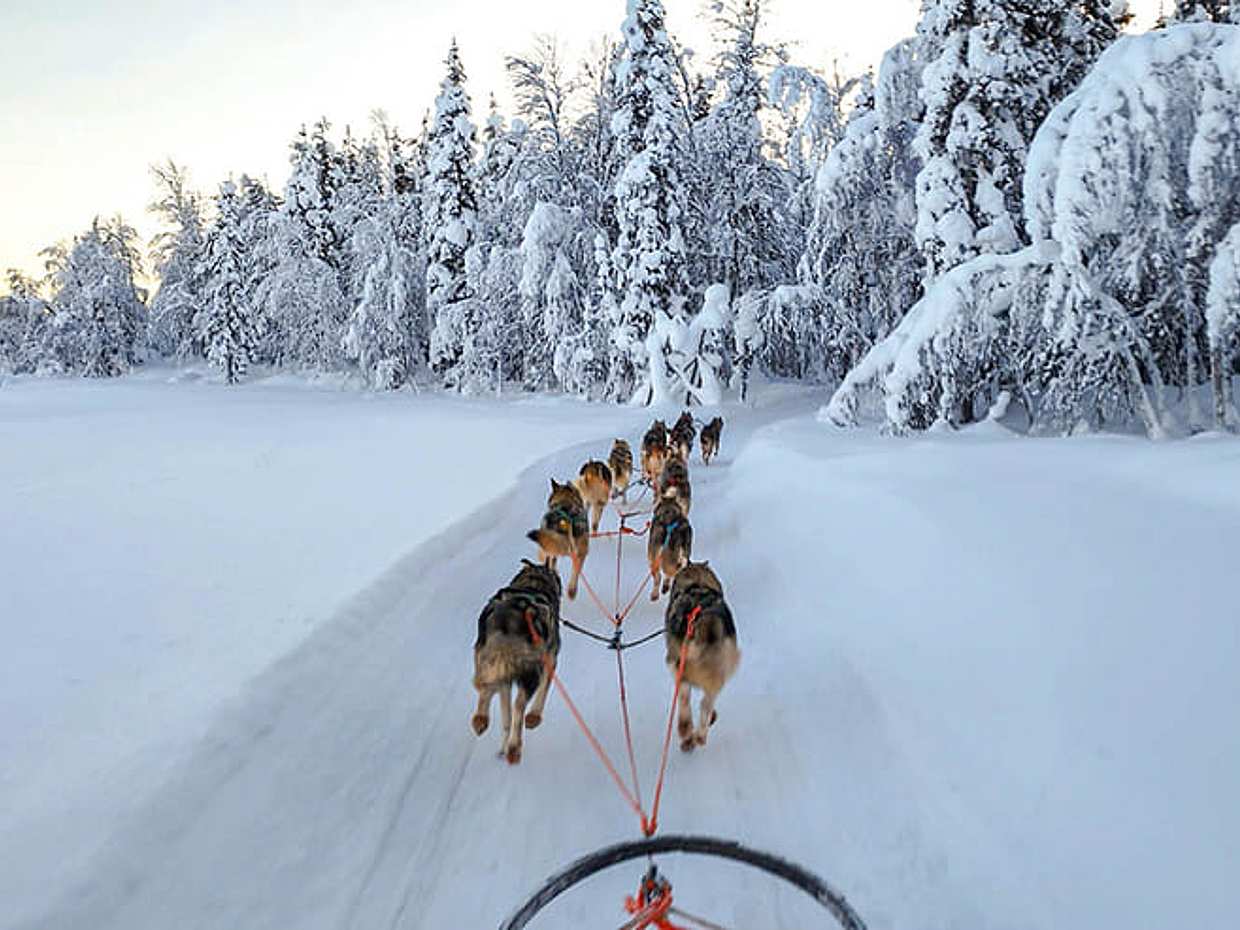 Husky Park and Musher-Driven safari 2 km, Levi, photo 2