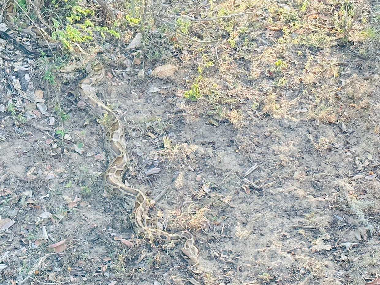 One Day Tour to Yala Wildlife Safari in Sri Lanka, Colombo, photo 3