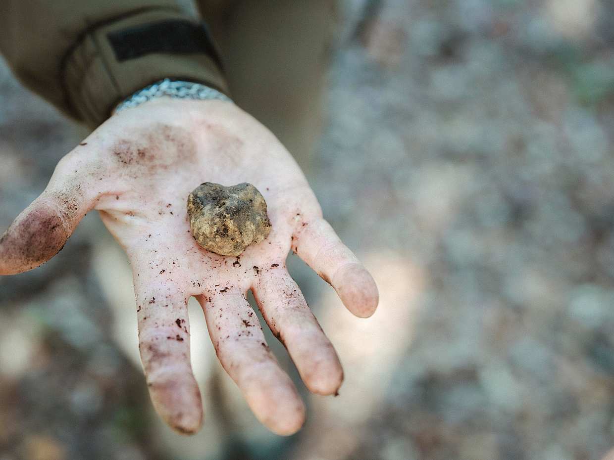 Truffle Hunting & Wine tour with a San Gimignano Visit in Italy, Florence, photo 4