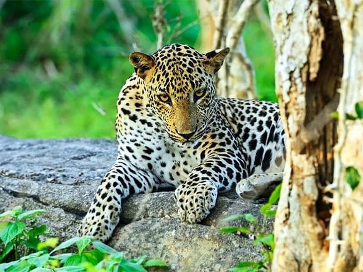 Yala National Park Safari from Mirissa