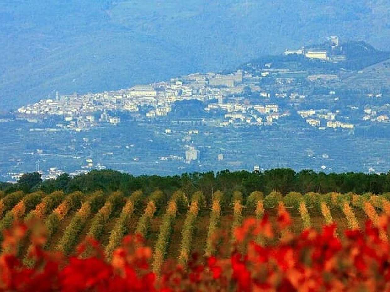 Exclusive Private Cortona Experience from Florence: Land of Tuscan Syrah.