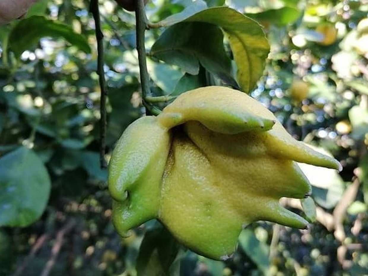 Lemon and olive oil in Sorrento Coast