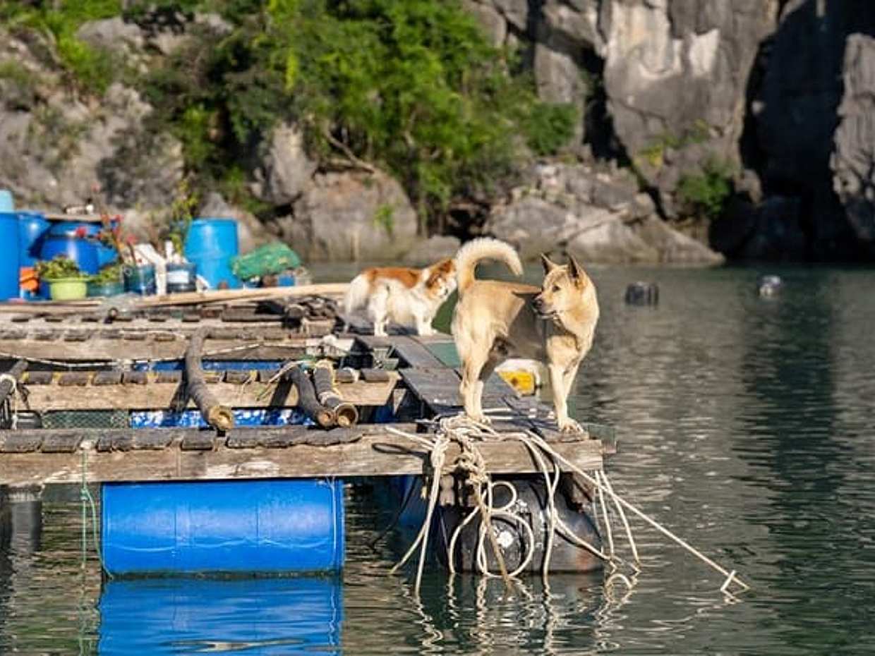 Top Luxury Experience: Dragon Legend Bai Tu Long Bay 2-Day Cruise, photo 4