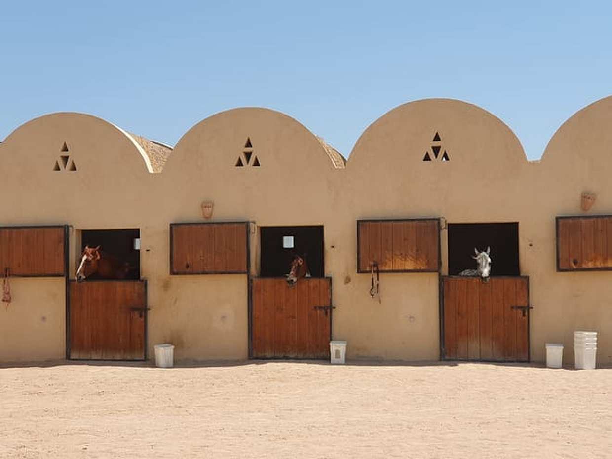 Hurghada Horseback Riding - 2 Hours Beach Ride, photo 2