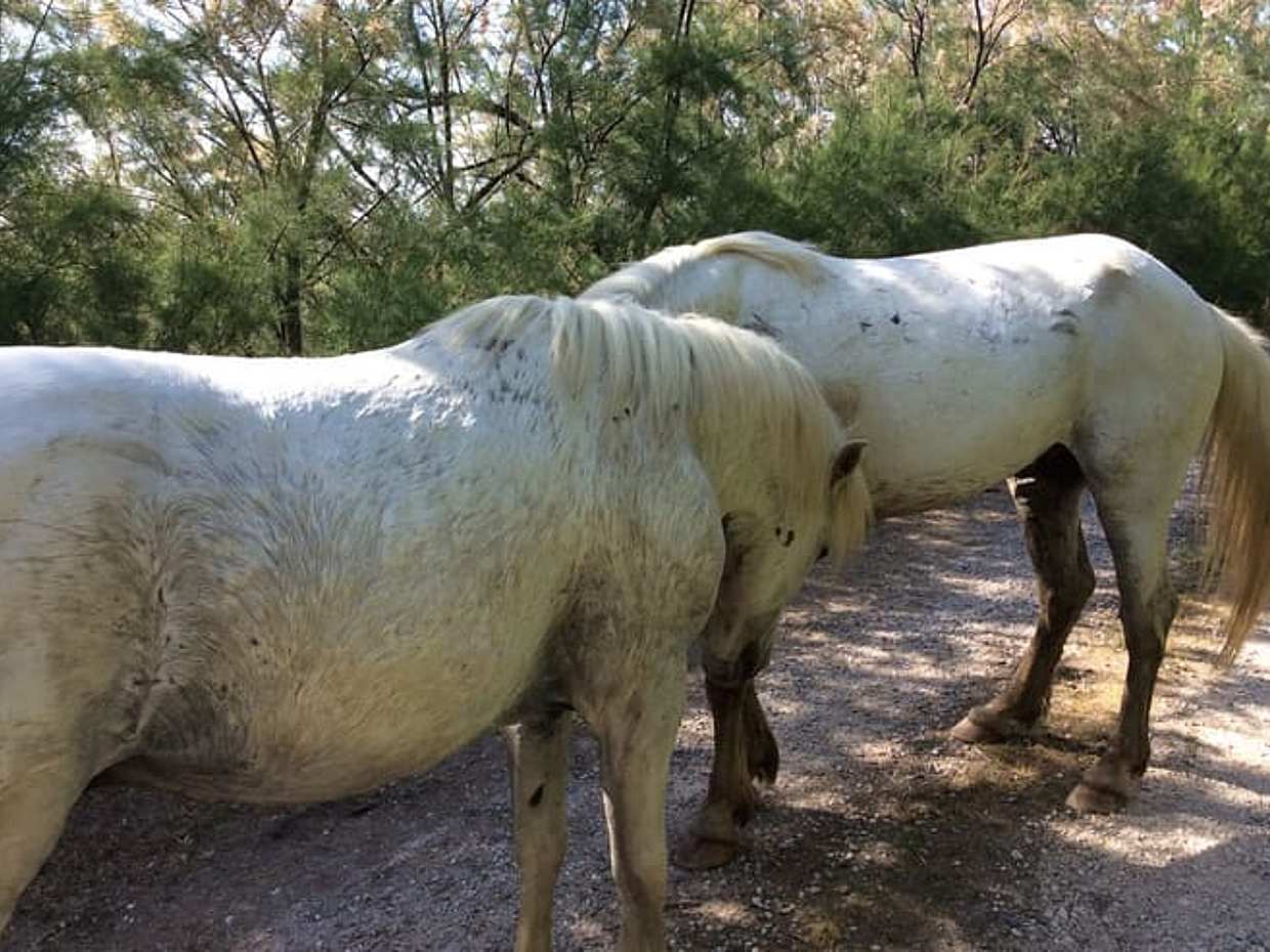 Comacchio Valleys: nature hike to the Boscoforte Peninsula among wild horses and lagoon landscapes, photo 4