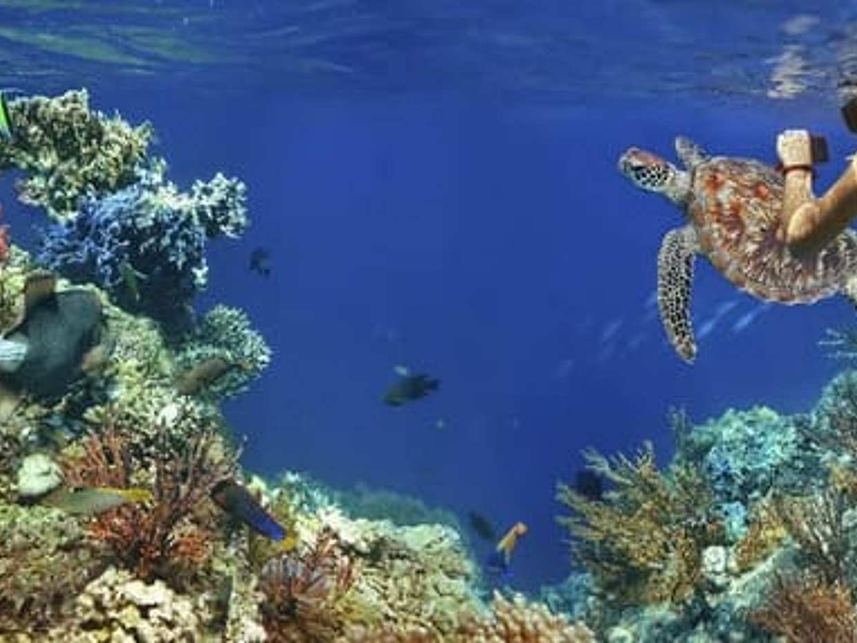 Turtles and Manatees - Snorkeling in Port Ghalib, photo 3