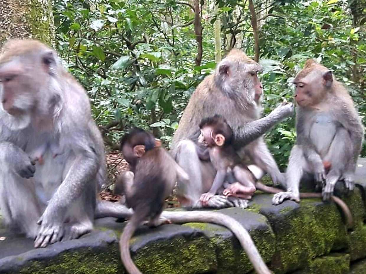Ubud All Inclusive Tour: Best of Ubud, photo 3