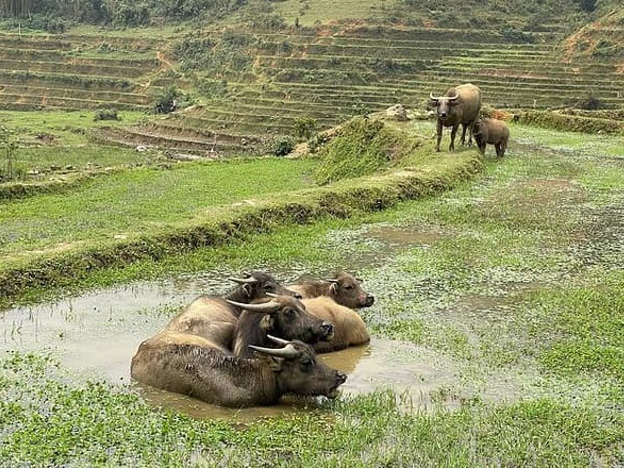 From Sapa: Guided Trek Through Rice Terraces & Ethnic Villages, photo 3