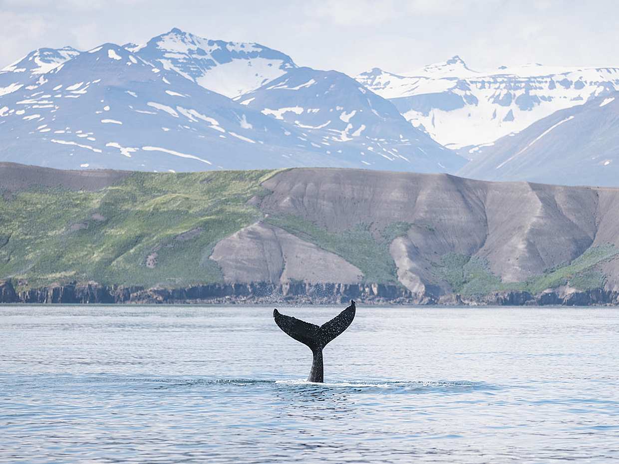 Walbeobachtung ab Árskógssandur – 30 Minuten von Akureyri in Island
, photo 5