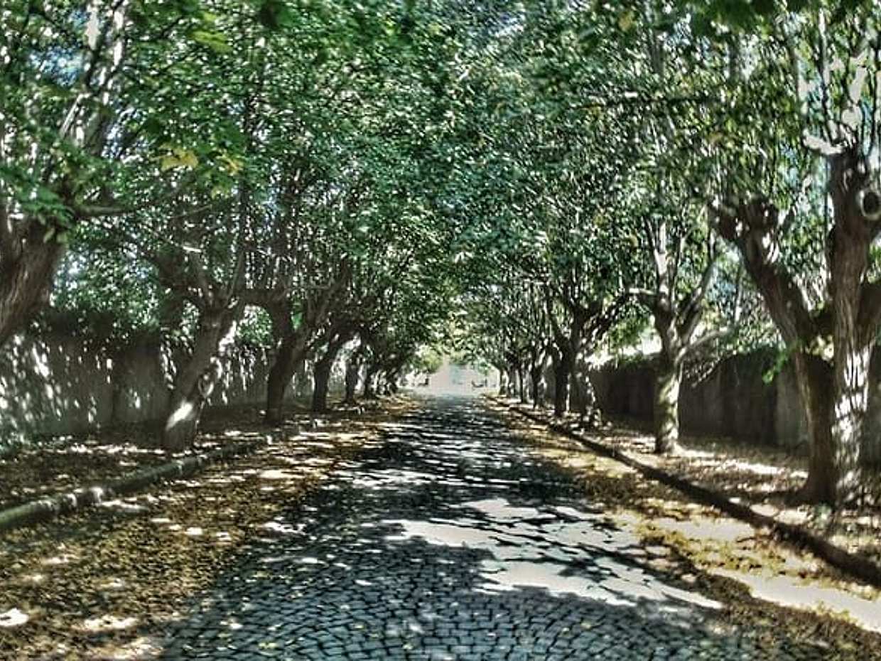 Bike excursion between history and vineyards: discovering Frascati, photo 5