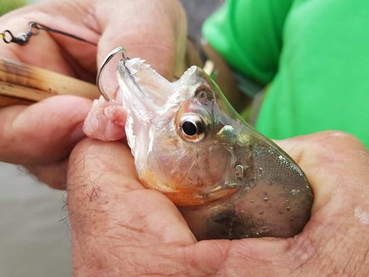 Solimoes River Piranha Fishing and Alligator Watching Tour in Brazil, Manaus