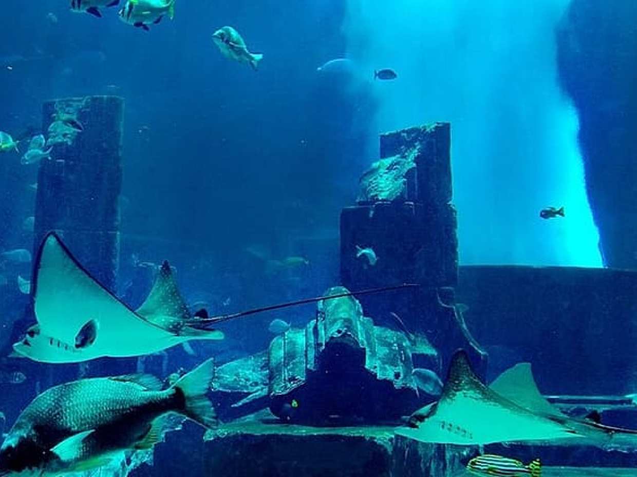 Dubai Aquarium and Underwater Zoo Tickets in United Arab Emirates, photo 3
