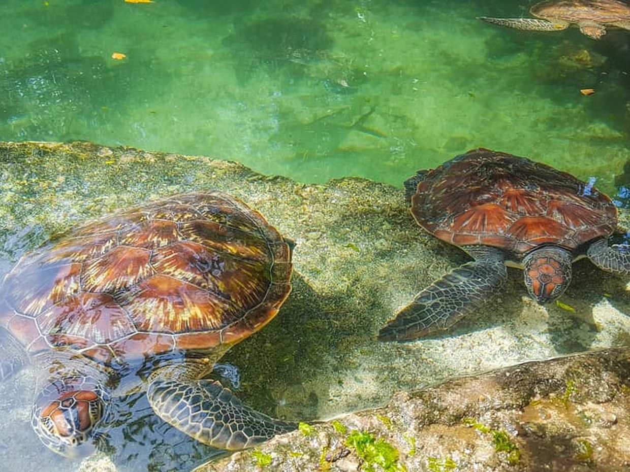 Zanzibar: Nungwi Turtle Aquarium Guided & Beach Half-Day Trip in Tanzania, photo 3