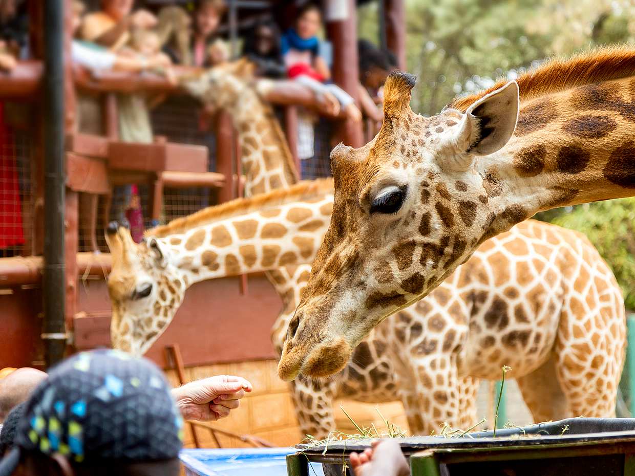 Giraffe Centre, Elefantenwaisenhaus und Bomas of Kenya Tagestour ab Nairobi
