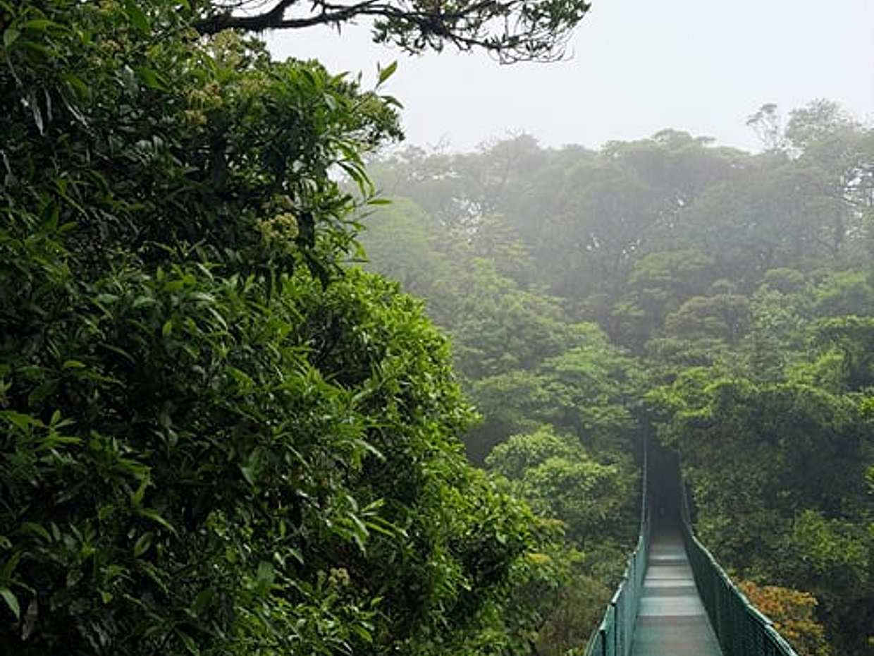 Monteverde hanging bridges with a local tour guide, photo 4