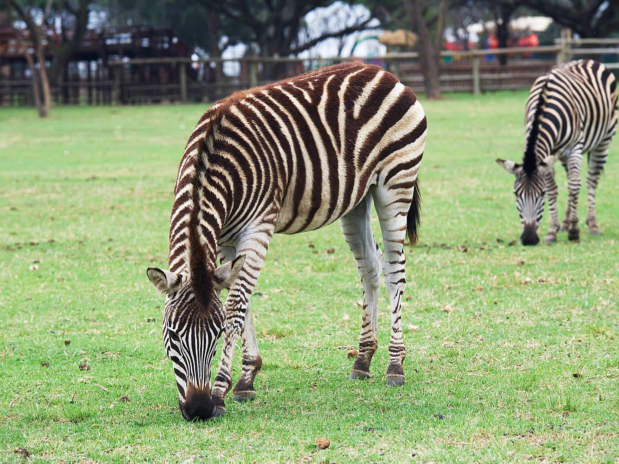 Half-day Lion and Safari Park Tour in South Africa, Johannesburg, photo 3