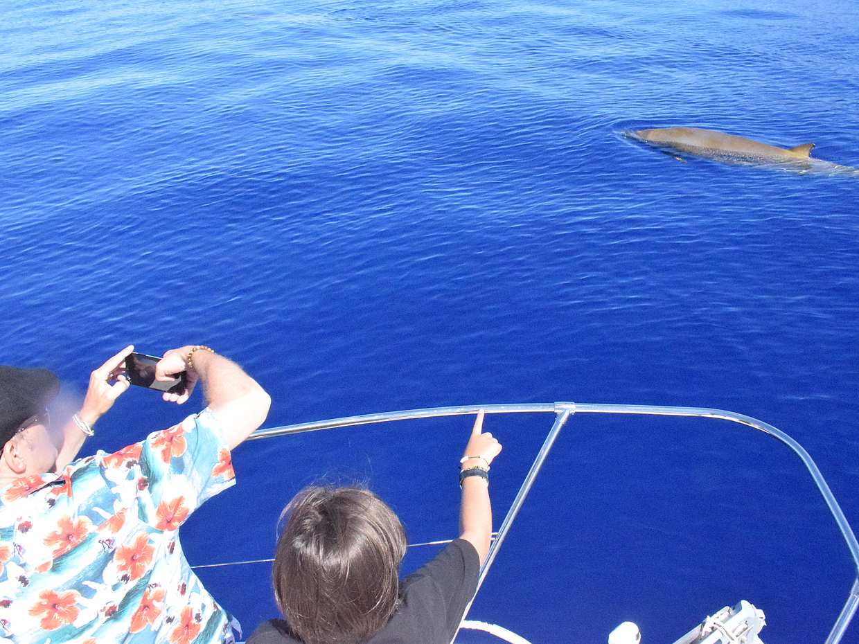 Whales & Dolphins Watching Cruise from Calheta, Madeira in Portugal, Estreito da Calheta, photo 4