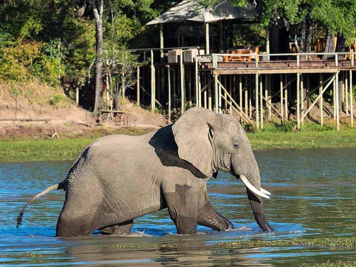 South Laungwa Private Walking Safari in Zambia, Kakumbi رحلة سفاري مشي خاصة في جنوب لونغوا في زامبيا، كاكومبي., photo 4