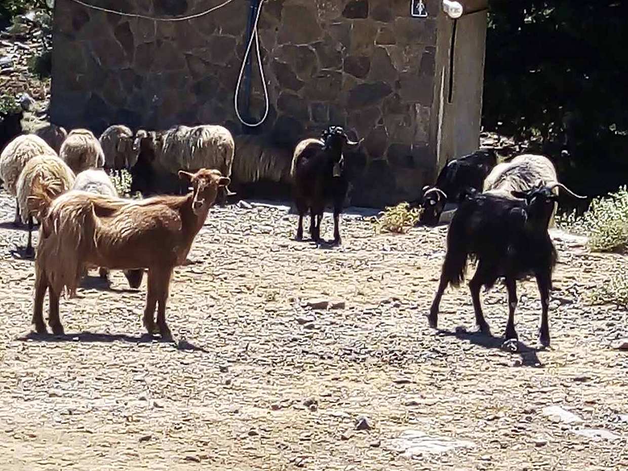 CHQ04. Private Tour to Cretan Villages of Apokoronas and Prophet Ilias