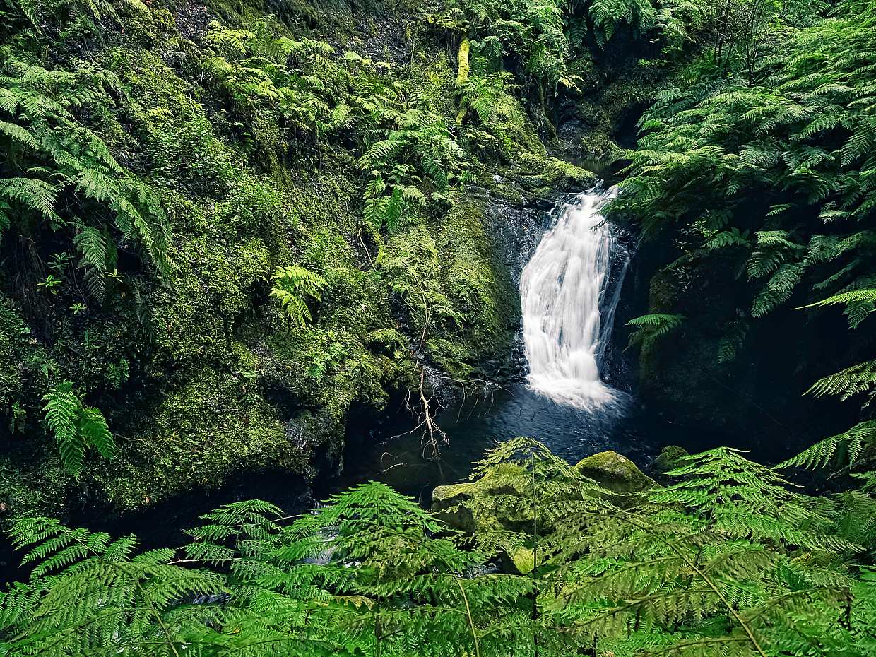 King's Levada, Hidden Corners Full-day Walking Tour in Madeira, Portugal