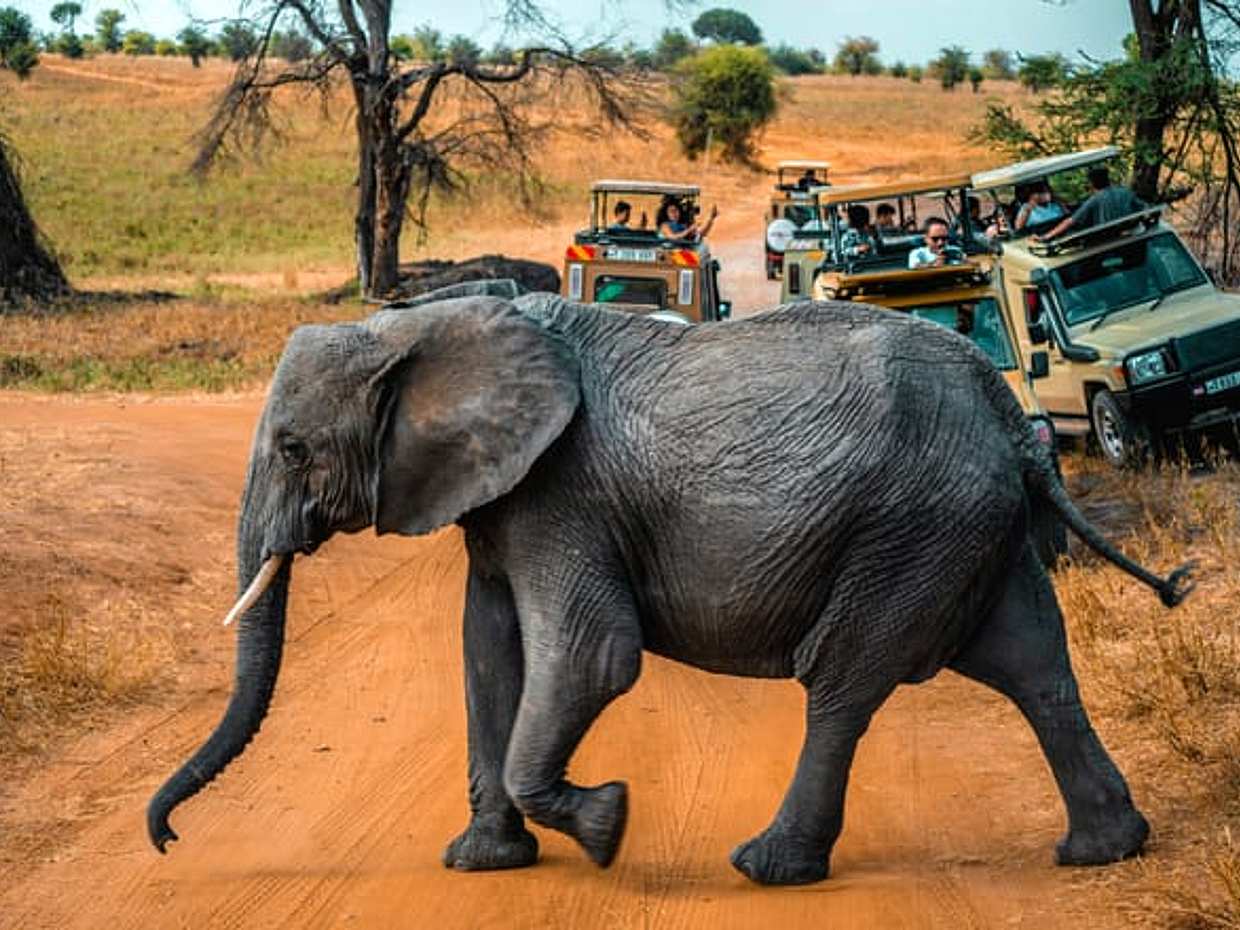 2-Day Tanzania Safari | Tarangire & Ngorongoro Big Five Experience, Arusha