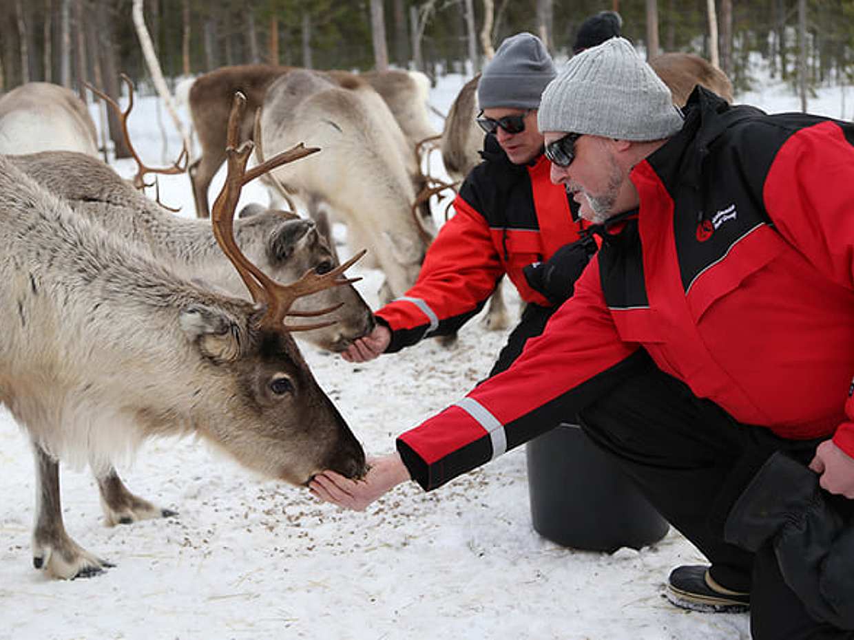 Meet the Reindeer like a local with a snowmobile sled, Levi, photo 3