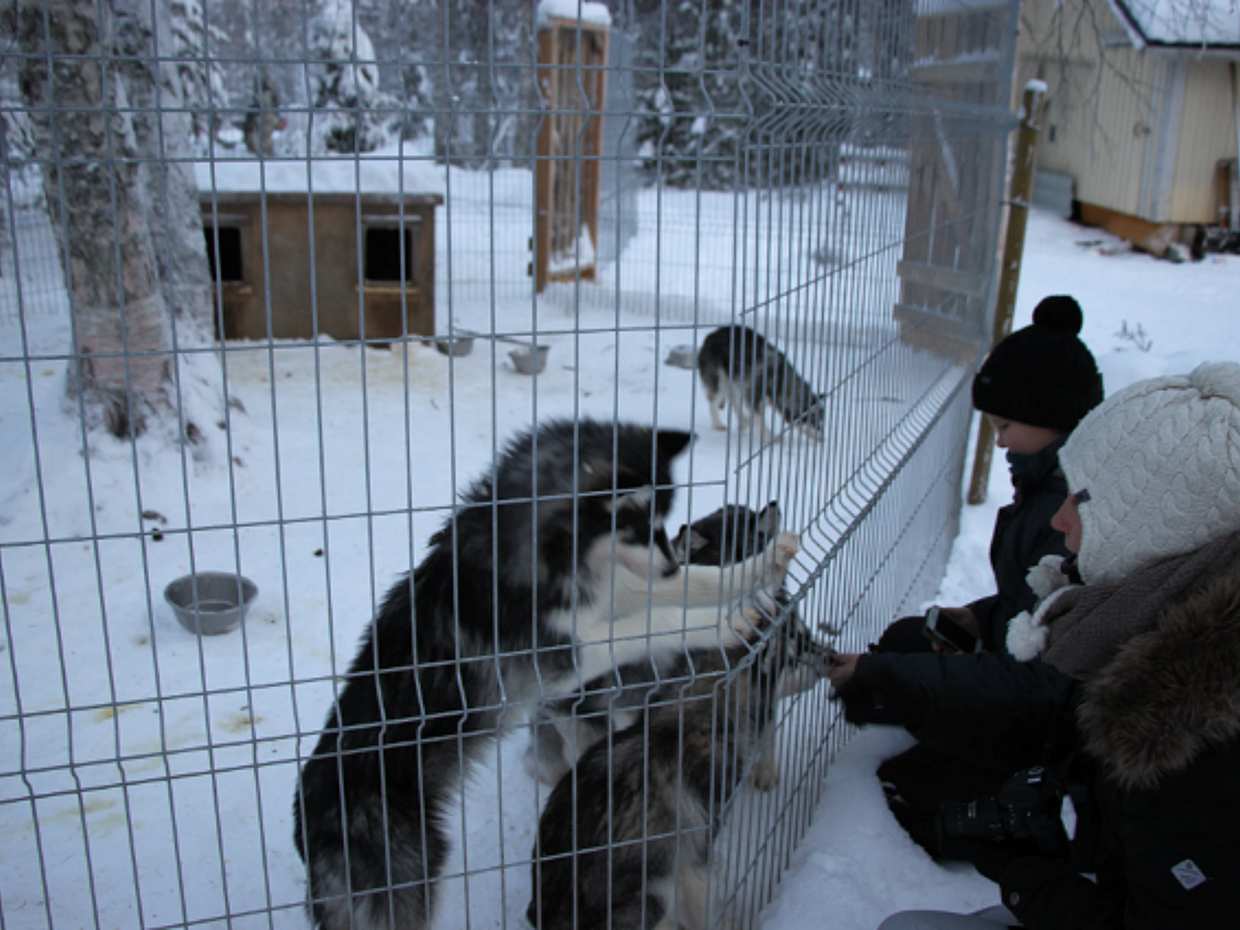 Husky Farm Visit in Finland, Arctic Husky Farm, photo 3