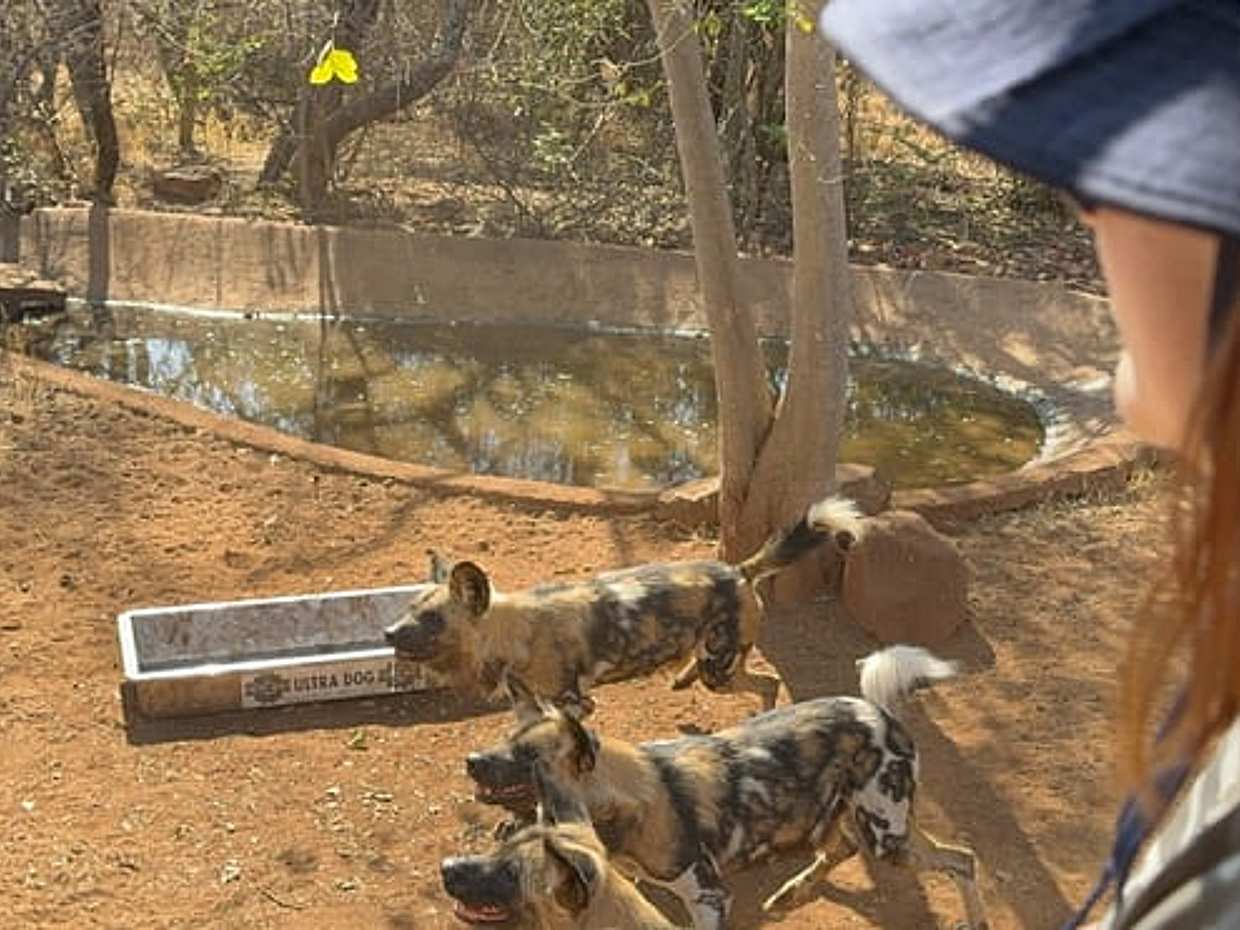 Ann Van Dyk Cheetah Centre Tour из Йоханнесбурга или Претории, Южная Африка, photo 5