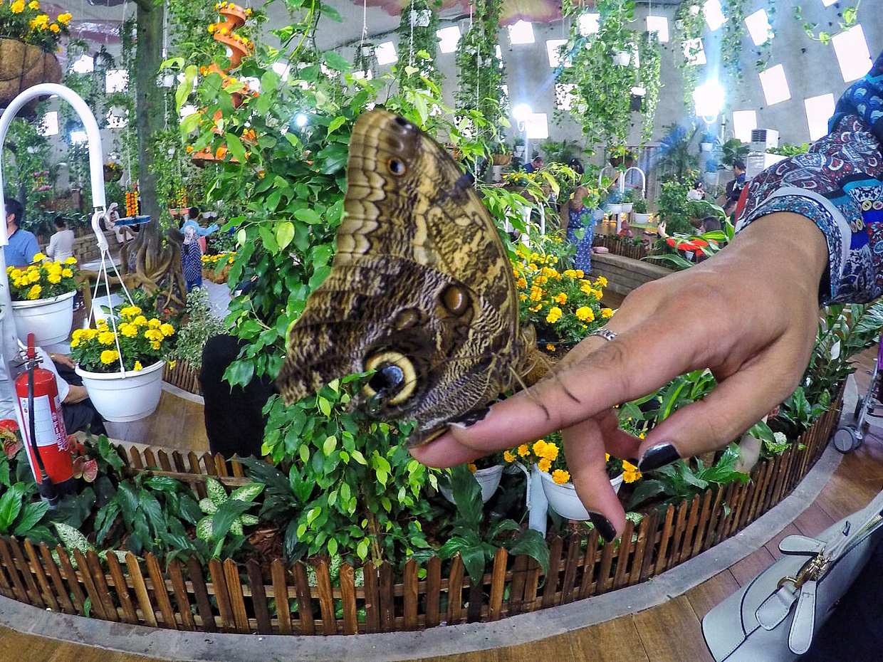 Dubai Butterfly Garden Tour with private transfers in United Arab Emirates, photo 3