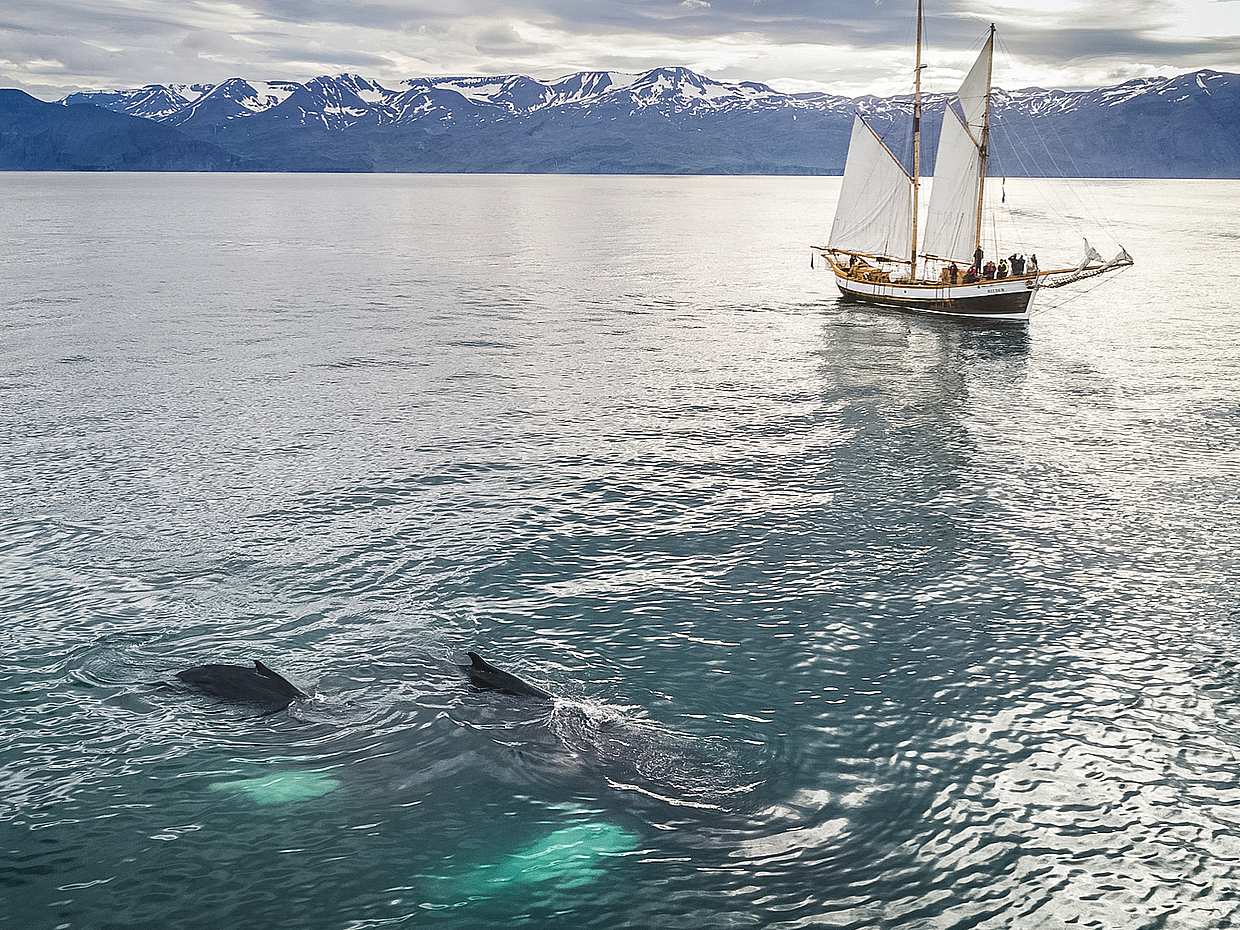 Whale Watching on Sailboat from Húsavík in Iceland, photo 3