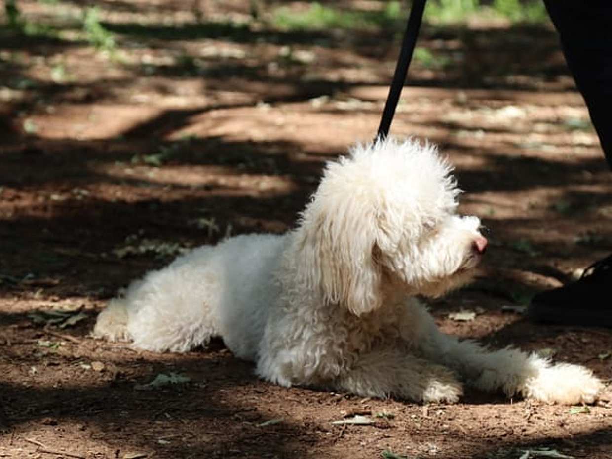 Truffle hunting demonstration and truffle lunch, photo 4
