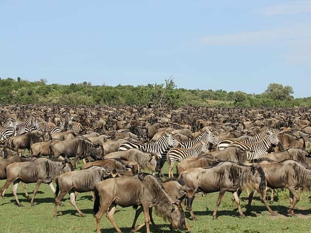 Private 6 Days Masai Mara Wildebeest Migration Safari Holiday, photo 3