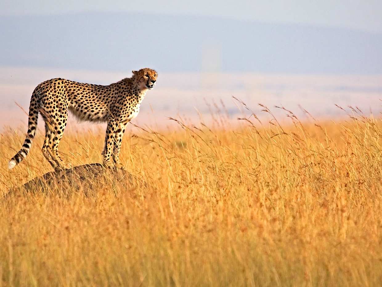 Masai Mara 1-day Trip in Kenya, photo 2