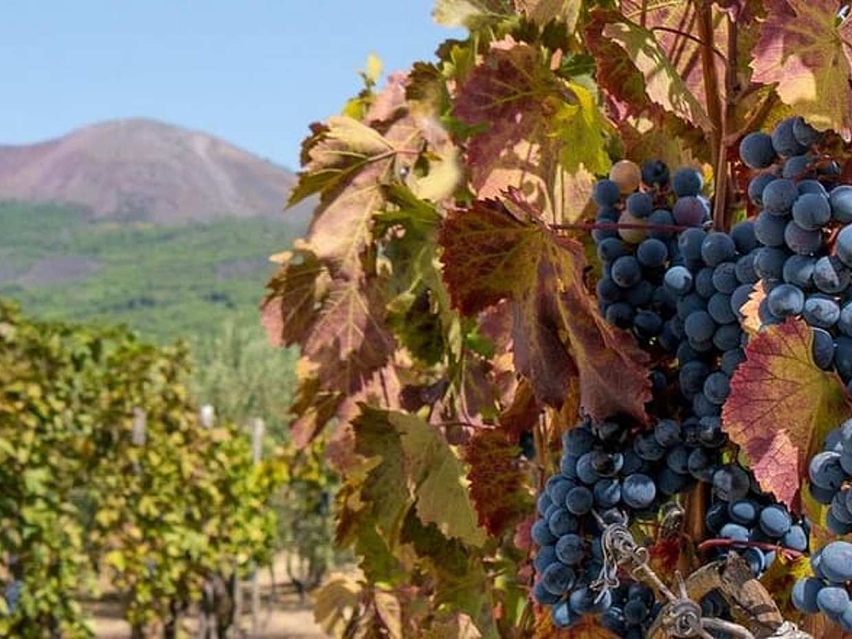 Wine Experience at a Vineyard on the slopes ofVesuvius