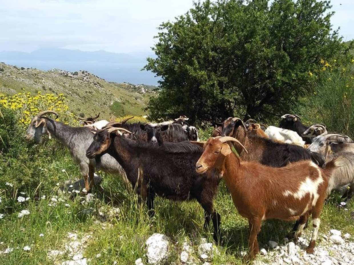 Excursion dans l'arrière-pays de Rhodes : montagnes, monastères et saveurs locales en Grèce., photo 4
